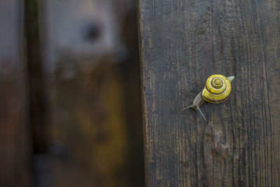 Close-up of snail on tree trunk