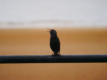 Close-up of bird perching against sky