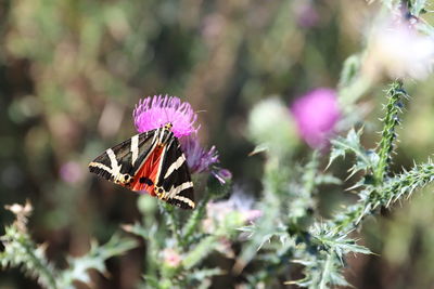 beauty in nature