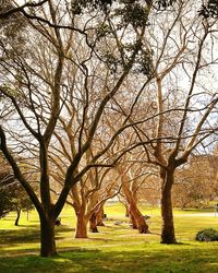 Trees growing on grassy field