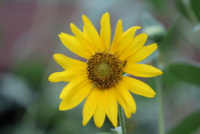 Close-up of yellow flower