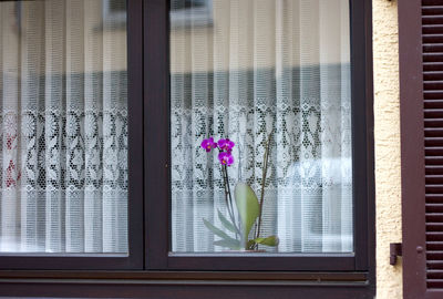 Close-up of purple flowers blooming against window