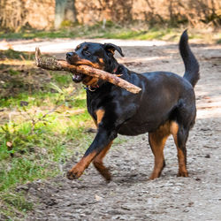 Portrait of black dog on land