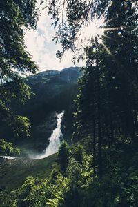 Sunlight streaming through trees in forest