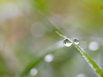 Close-up of water drops on plant