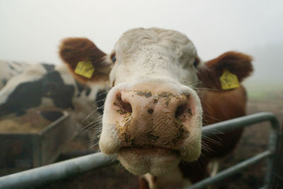 Close-up of cow on field against sky