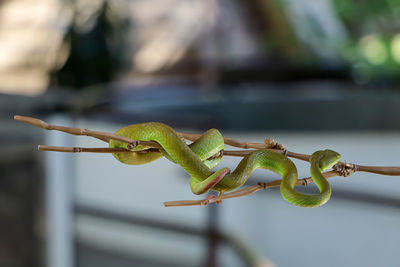 Close-up of grasshopper on leaf