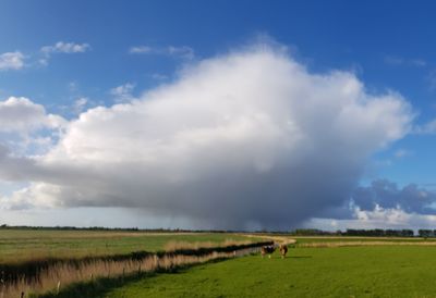 Scenic view of grassy field against sky