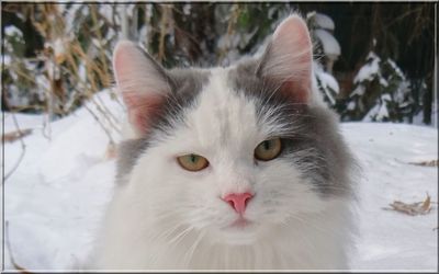 Close-up portrait of cat