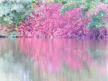 Pink cherry blossoms in lake