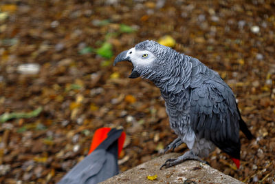 Close-up of african grey parrot perching on stone