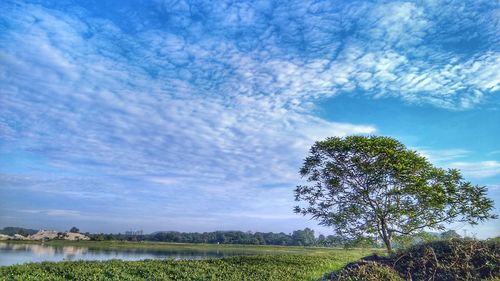 Scenic view of field against blue sky