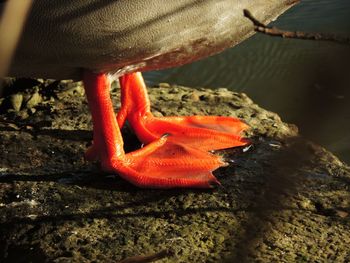 Close-up of crab on sand