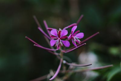 Close-up of pink flowering plant