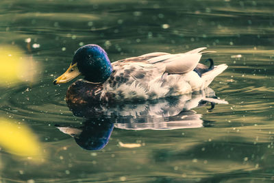 Duck swimming in lake