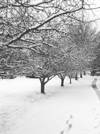 Snow covered landscape