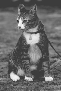 Close-up of cat