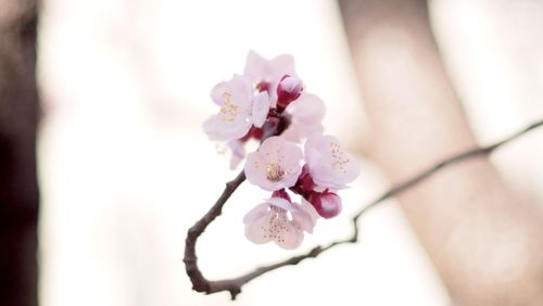 Close-up of pink cherry blossom tree