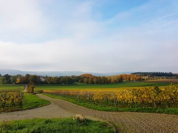 Farm, vine, landscape, nature, photography 