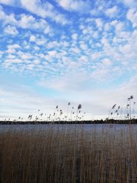 Flock of birds on land against sky