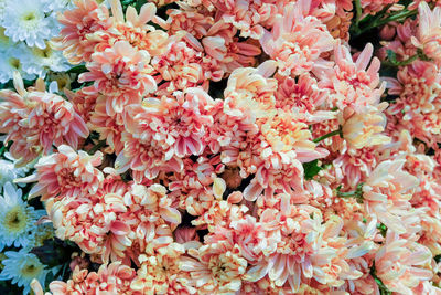 Full frame shot of pink flowering plants