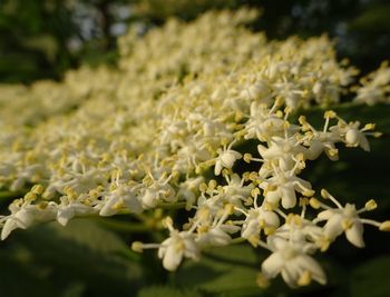 Close-up of white flowering plants