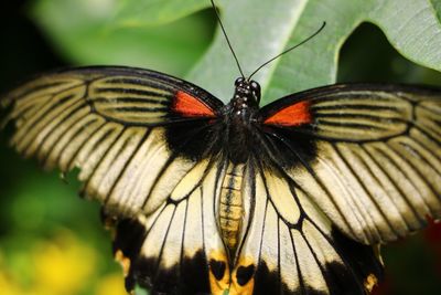 Close-up of butterfly on flower