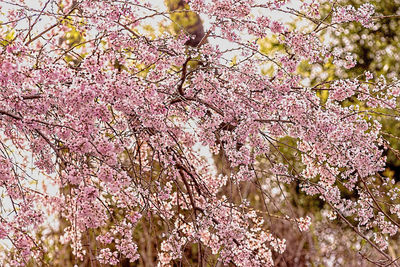 Close-up of pink flowers