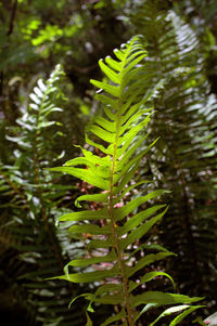 Close-up of fern leaves