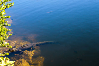 High angle view of turtle swimming in sea