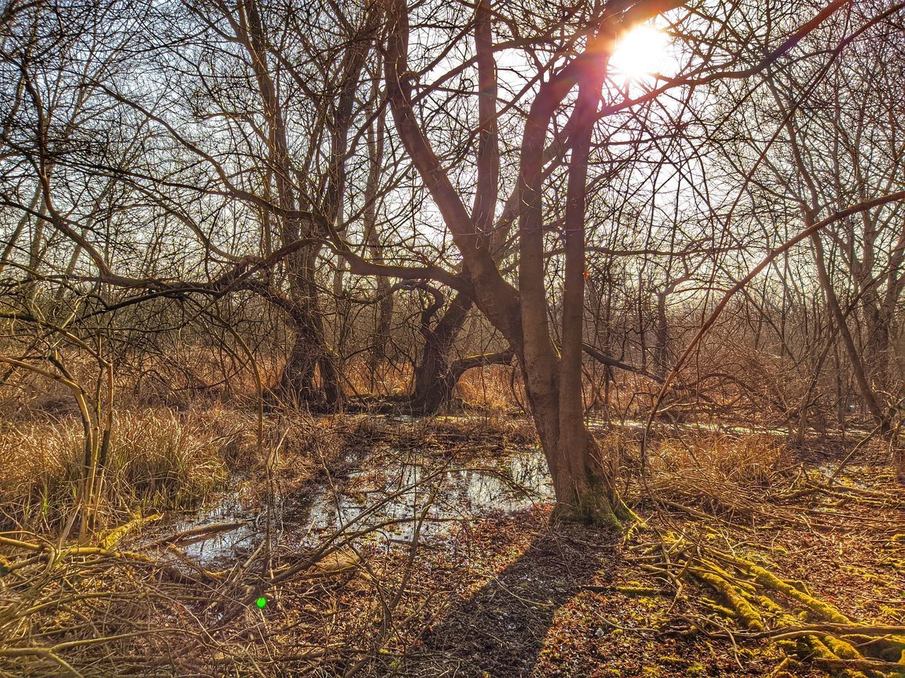 VIEW OF BARE TREES IN FOREST