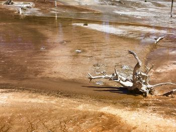 Scenic view of beach