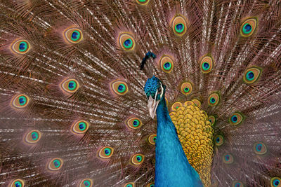 Close-up of peacock