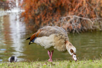 Close-up of bird in lake
