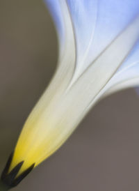 Close-up of white flowers