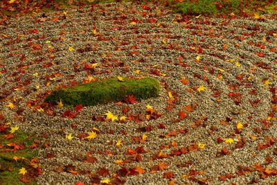 Leaves on field