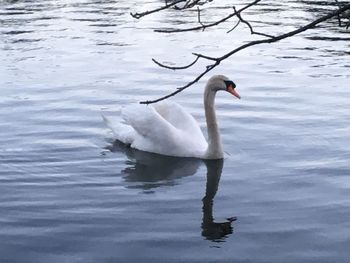 Swan floating on lake