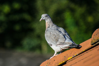 Close-up of pigeon perching on wood