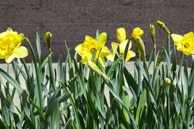 Close-up of yellow daffodil flowers