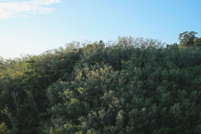 Plants and trees in forest against sky