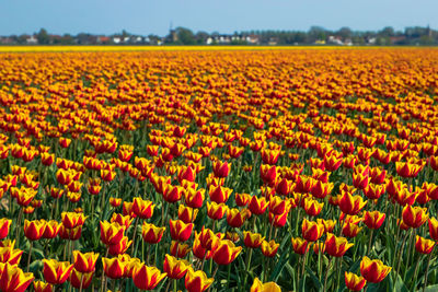 Scenic view of yellow tulips growing on field against sky