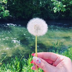 Close-up of hand holding dandelion flower