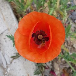 High angle view of red flower