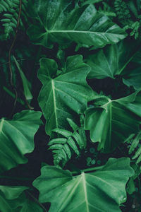 Full frame shot of green leaves