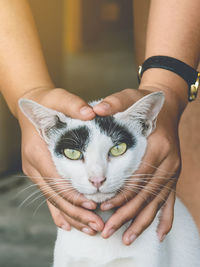 An abandoned stray black and white cat embraced and massaged by girl's hands with love.