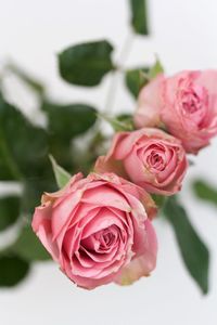 Close-up of pink roses