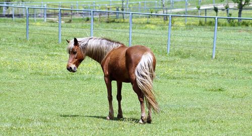 Horse standing in a field