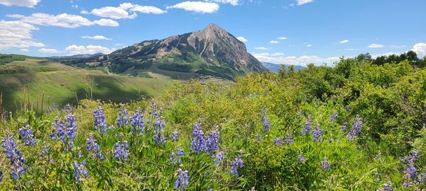 Scenic view of flowering plants and mountains against sky