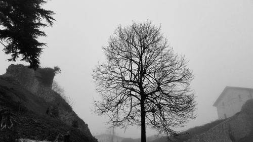 Low angle view of bare trees against clear sky