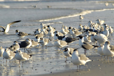 Bird in water